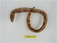 藏品(疏條紋裸胸鯙)的圖片